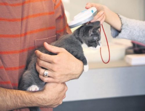 The Benefits of Microchipping Pets