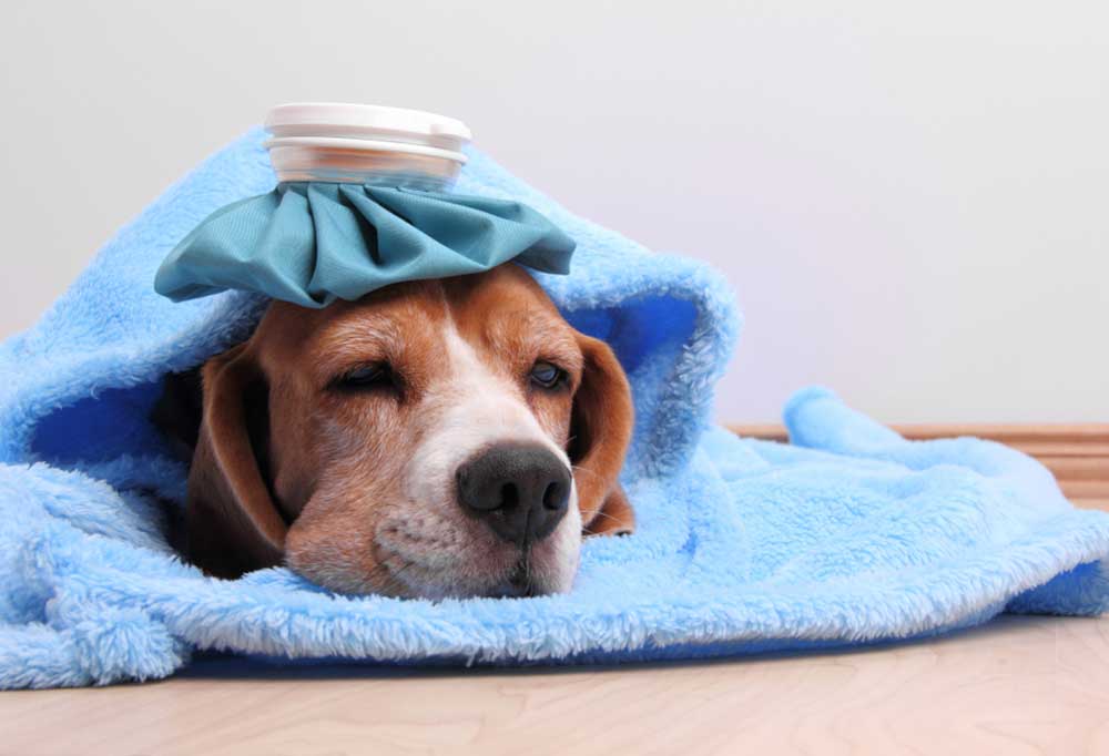 How to Tell If Your Pet Has a Fever