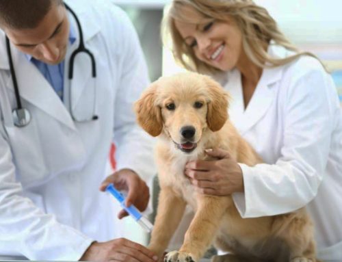 How to Keep Your Dog Healthy: The Importance of Pet Vaccinations