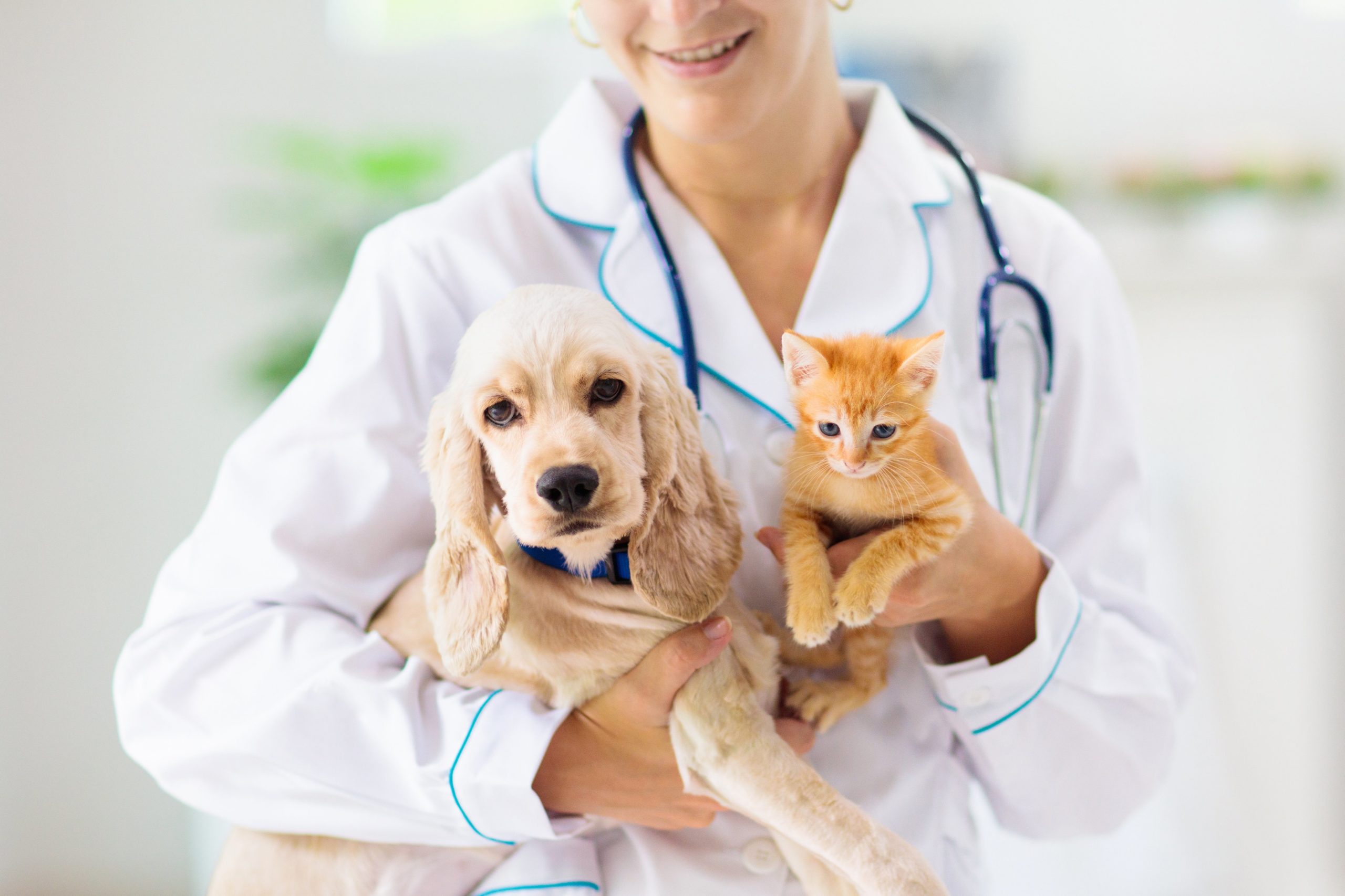 Cats, Dogs & Kittens: Advice For Animal Vaccinations