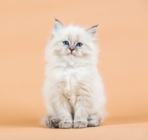 cat white kitten in front of an orange background