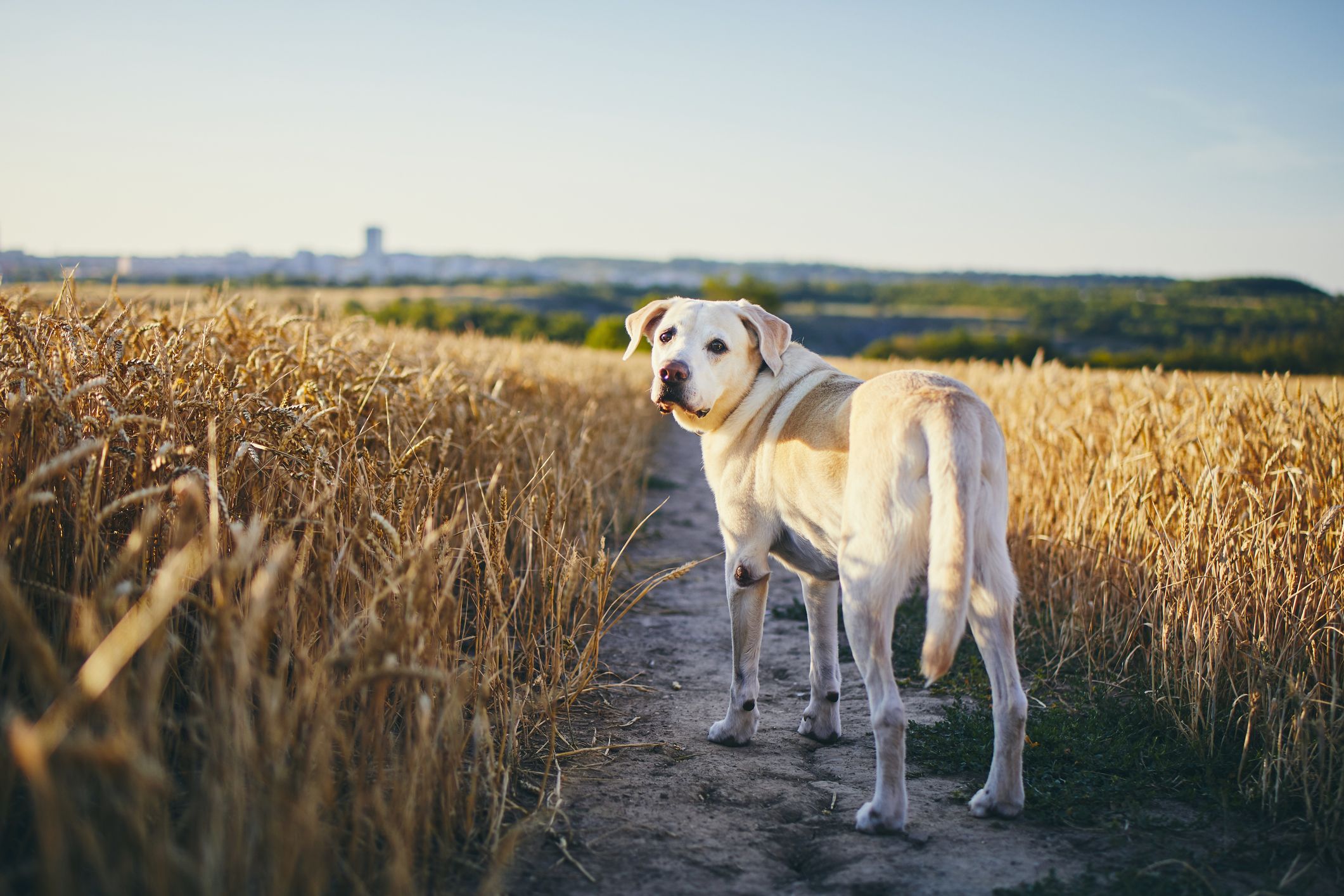 A Quick Guide to Food Allergens for Dogs