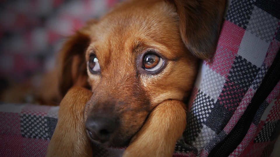 Poorly Pups: How To Tell When Your Dog Is Feeling Unwell
