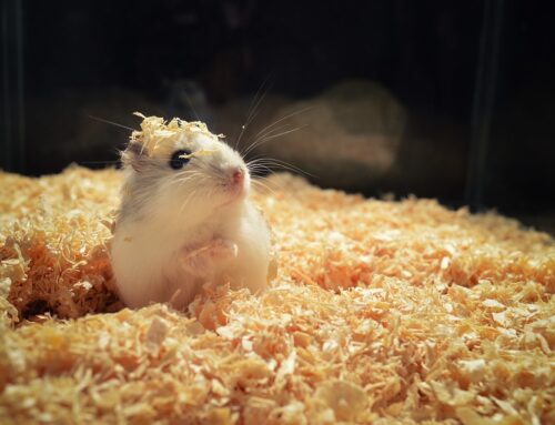 Making A Cage A Home: Everything Your Hamster Needs To Thrive
