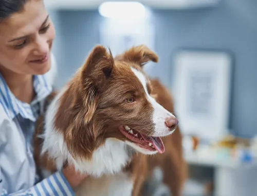 Strange Or Standard? Assessing Odd Canine Behaviour