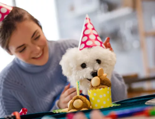 From Pup Cups to Cupcakes: Are These Humanised Treats Safe for Dogs?