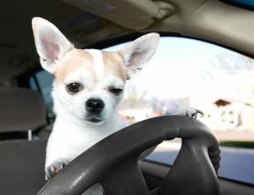 Doggy Drive-Thru: The Safest Ways for Dogs to Ride in a Car