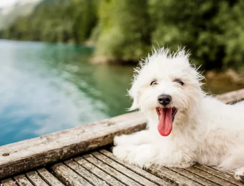 An Extensive Guide to Keeping Your Dog Safe During Summer