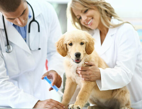 Puppy Protection: What Vaccinations Does Your Puppy Need?