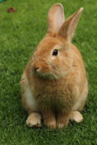 pexels-pixabay-326012 Brown rabbit