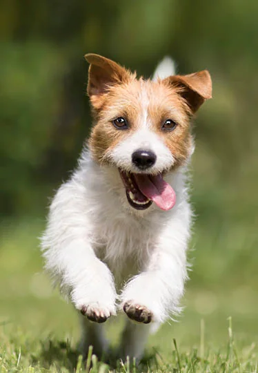 Dental care at Bay Vets