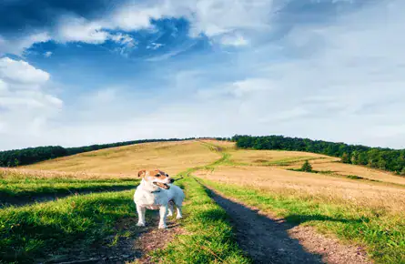 A dog after receiving flea treatment at Bay Vets
