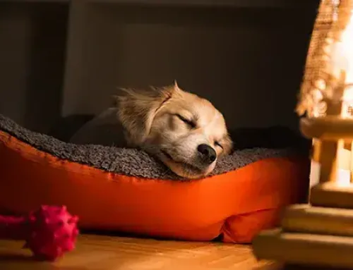 Choosing the right bed for your dog