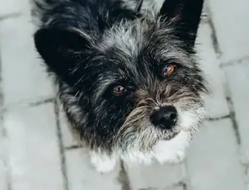 5 Common Eye Conditions in Dogs