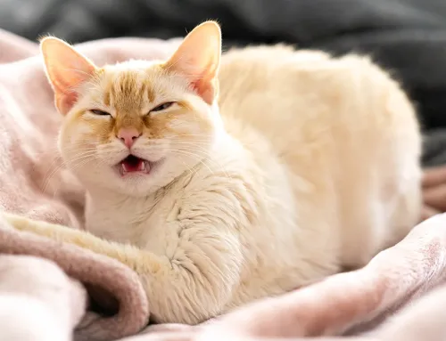 Sneezing cats: Hay fever or something else?