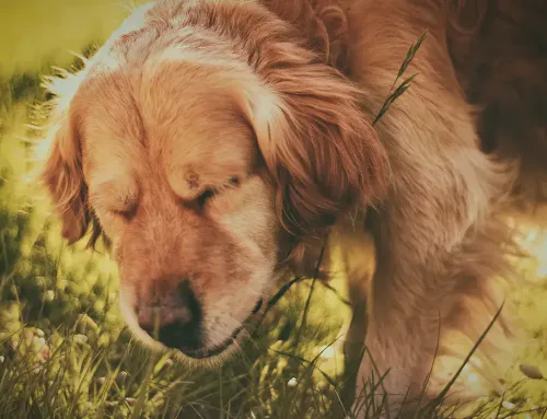 What is reverse dog sneezing?