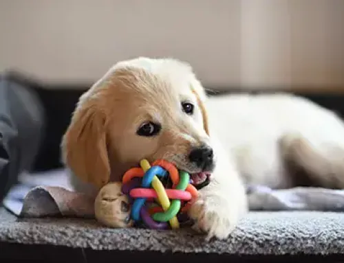 7 behaviours to look out for in a new puppy