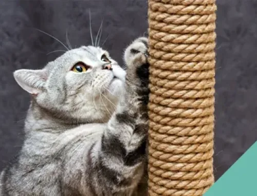How to choose a scratching post for your cat