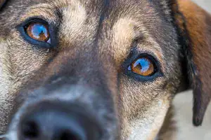 Conjunctivitis in dogs