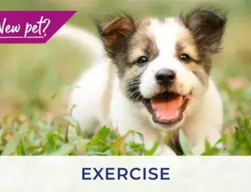 Lancashire vets discuss exercising your puppy and kitten