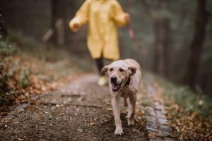 An elder dog going for a walk in the rain