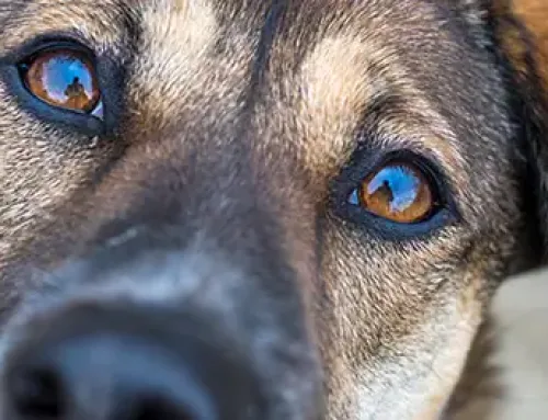 Conjunctivitis in dogs: causes, symptoms and treatment