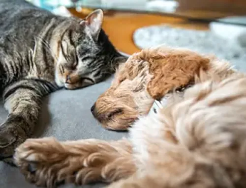 Lethargy in dogs and cats: Signs and causes to look out for!