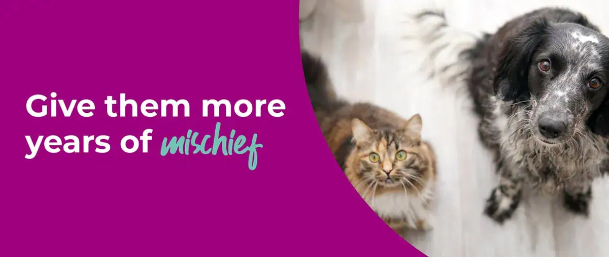 51255-Bay-SeniorPets-Int-1200 Senior Pets banner