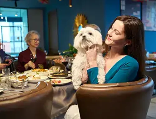 Taking Your Dog to the Pub: Simple Tips for a Happy Outing