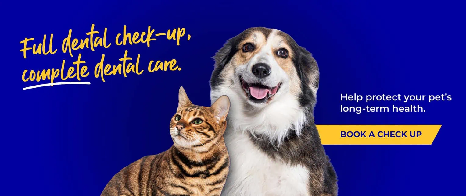 Senior Pets